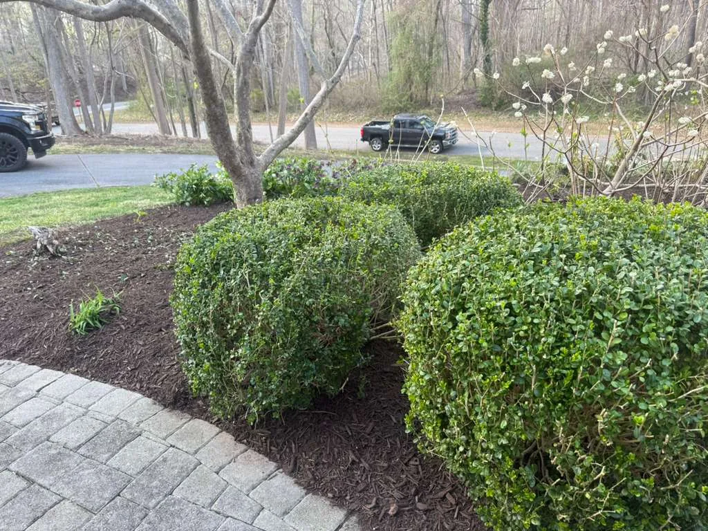 Trimmed round shrubs beside a paver walkway with fresh mulch